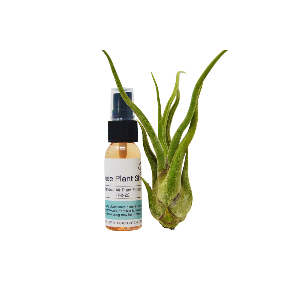 Tillandsia Caput-Medusae Air Plant with Fertilizer Spray / 1oz Spray