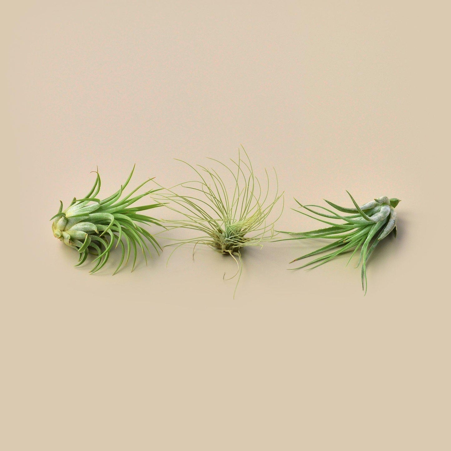 Large Air Plant Bundle