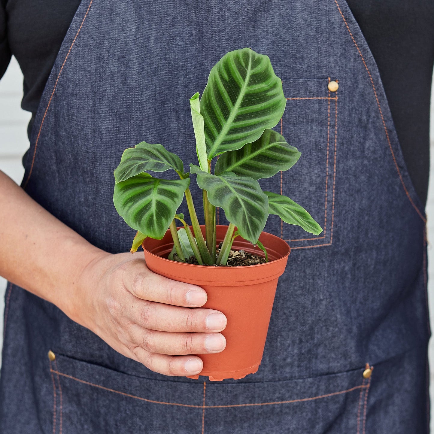 Calathea 'Zebrina' - 4" Pot