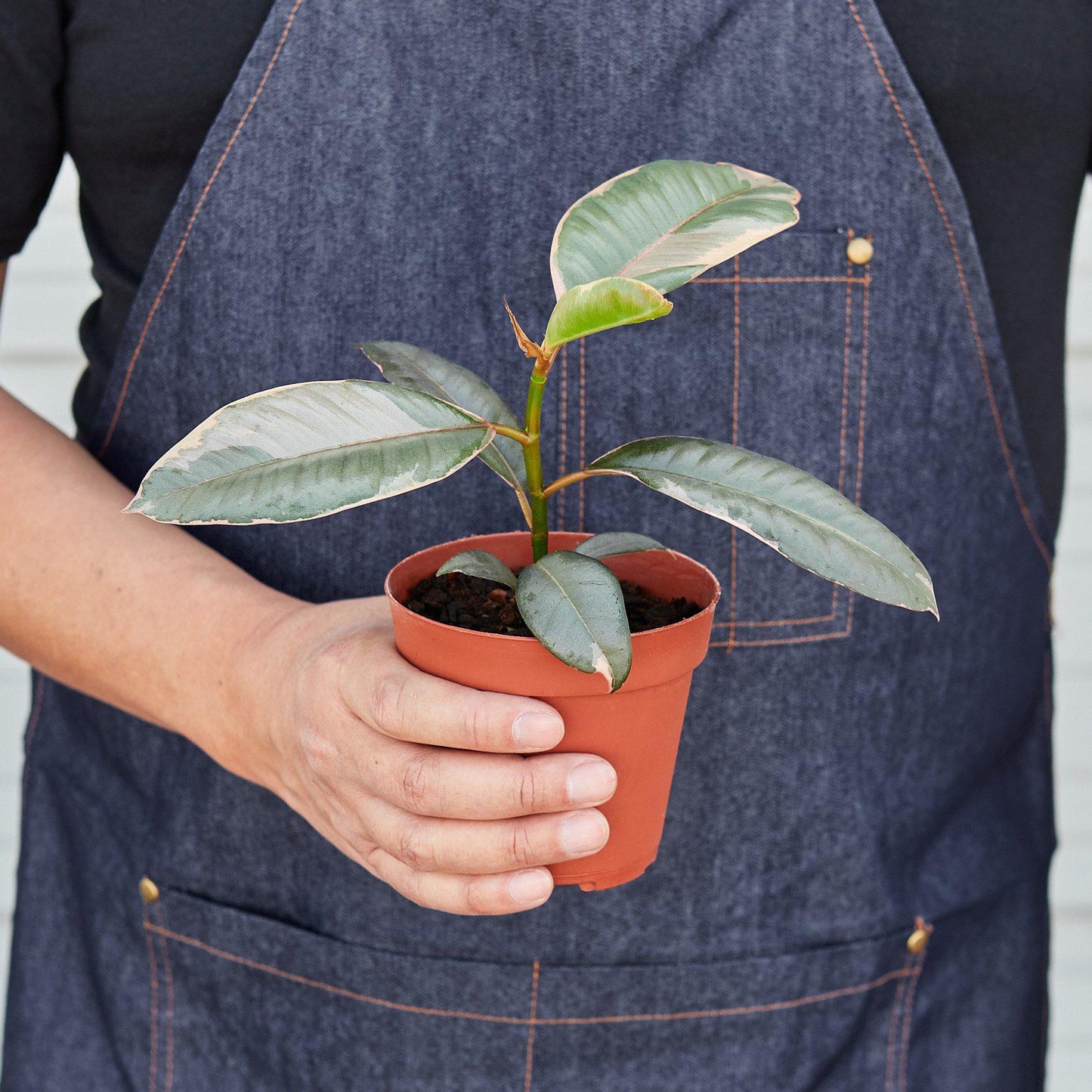 Ficus Elastica 'Ruby Pink'