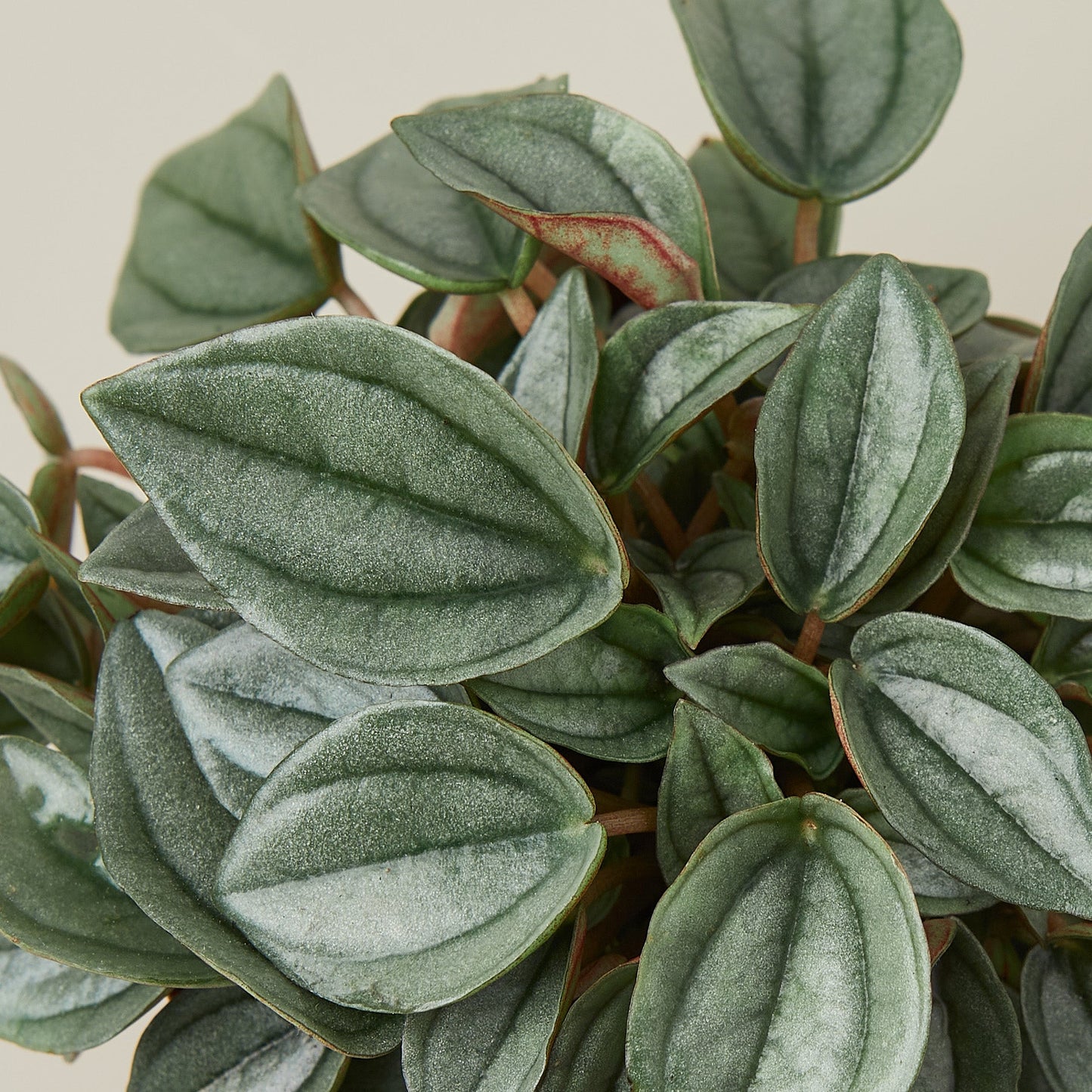 Peperomia 'Napoli Nights' - 4" Pot