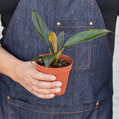 Philodendron 'Black Cardinal' - 4" Pot