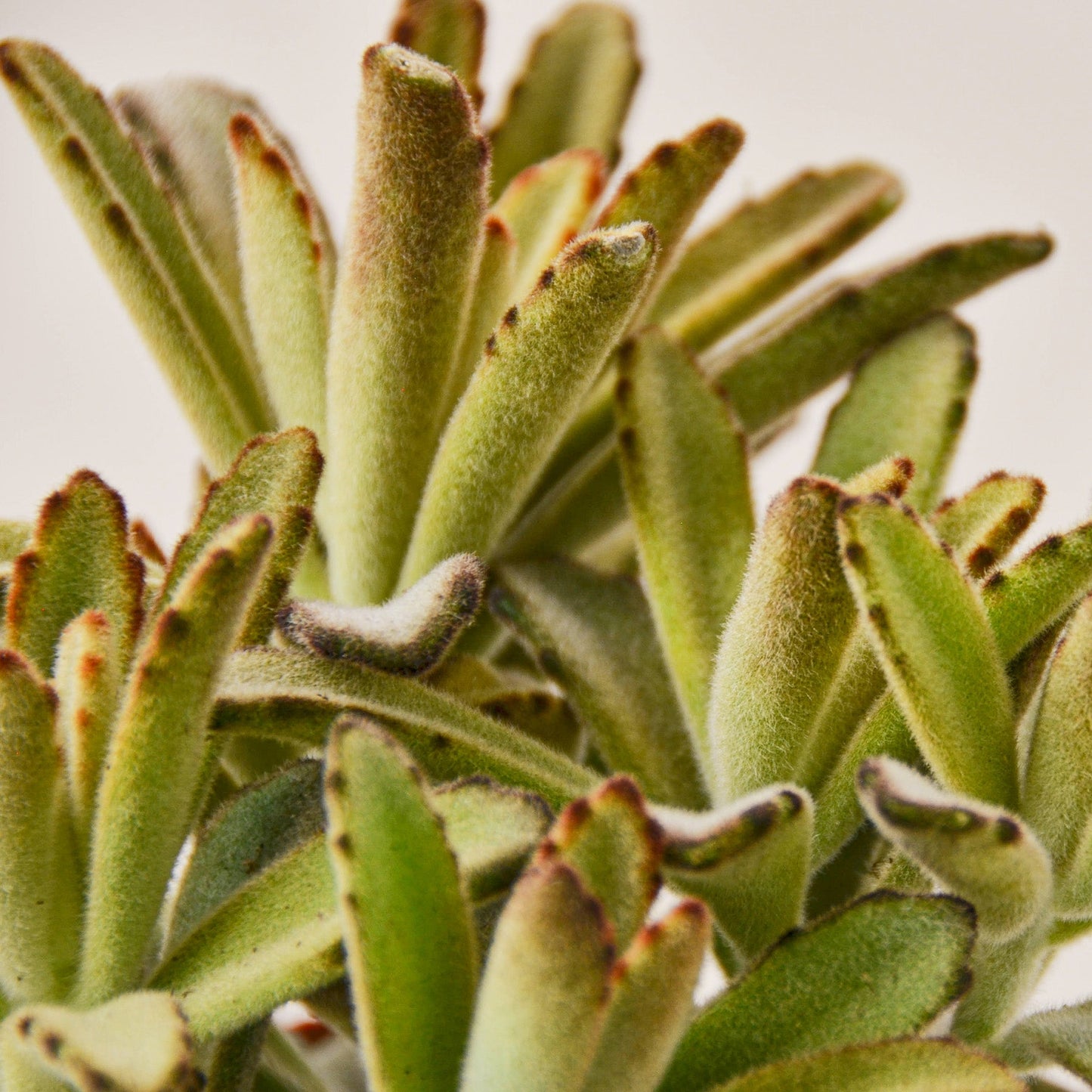 Kalanchoe Tomentosa 'Chocolate Soldier' Succulent - 4" Pot