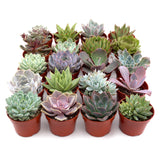 Rosette Succulent Variety Packs