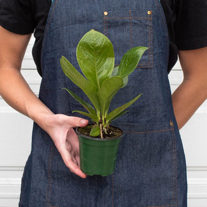 Anthurium 'Cobra'