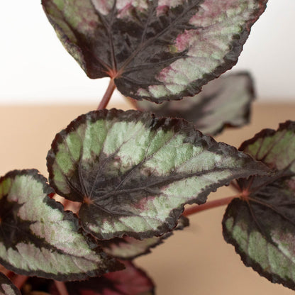 Begonia 'Rex' - 4 Pack Variety