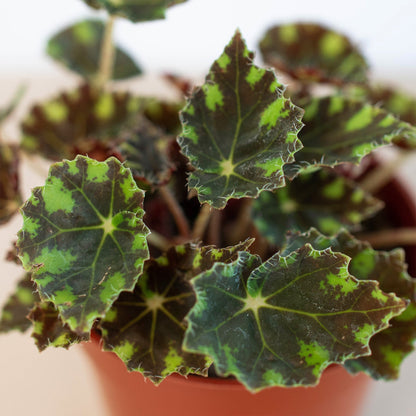 Begonia Tiger Paws - 4" Pot