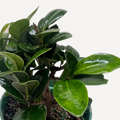 Bonsai Ficus Compacta