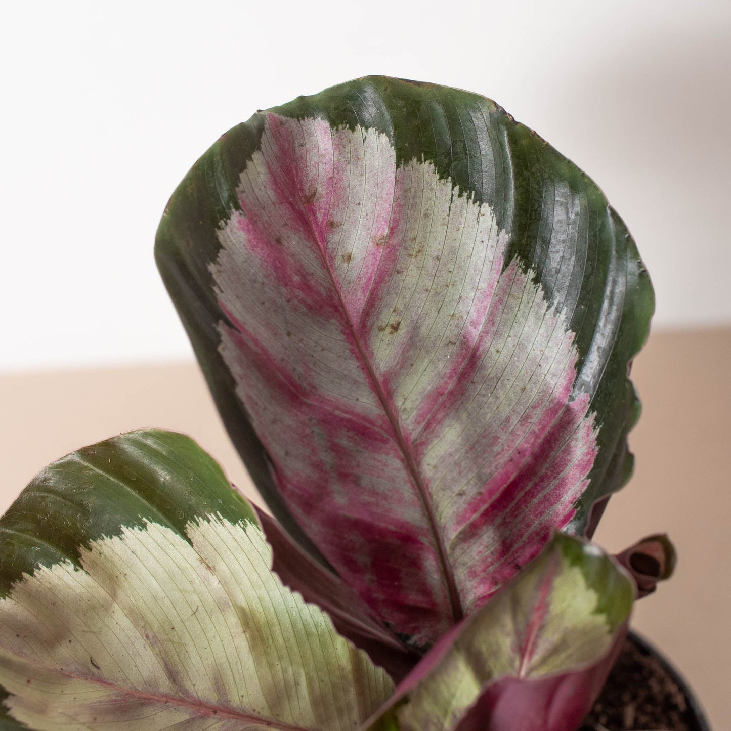 Calathea roseopicta 'Silvia'