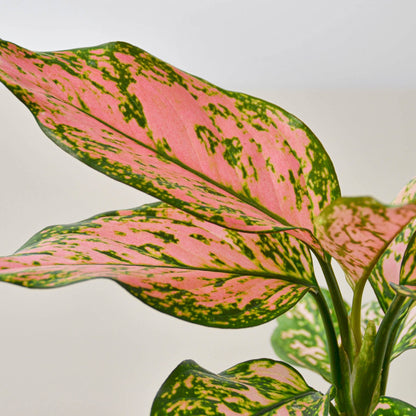 Chinese Evergreen 'Lady Valentine'