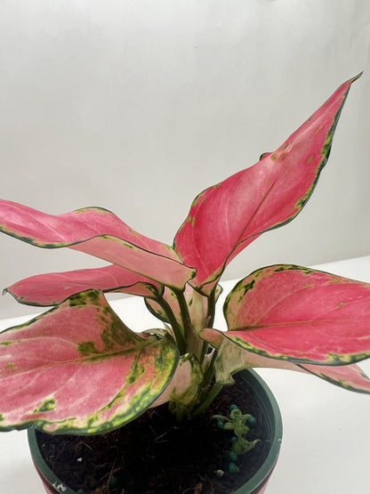 Chinese Evergreen 'Rich Red'