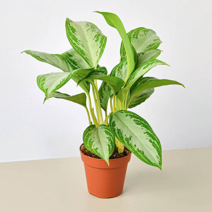 Chinese Evergreen 'Silver Bay'