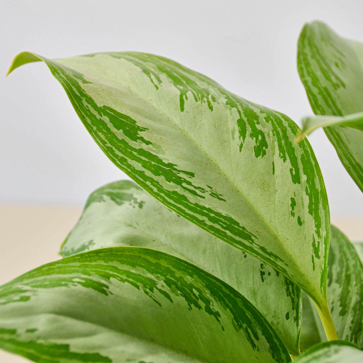 Chinese Evergreen 'Silver Bay'