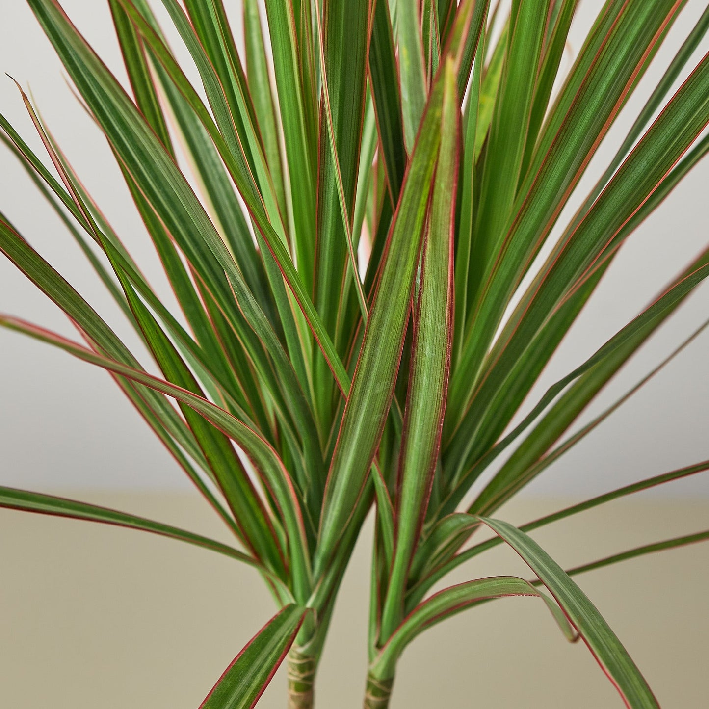 Dracaena 'Red Margined'