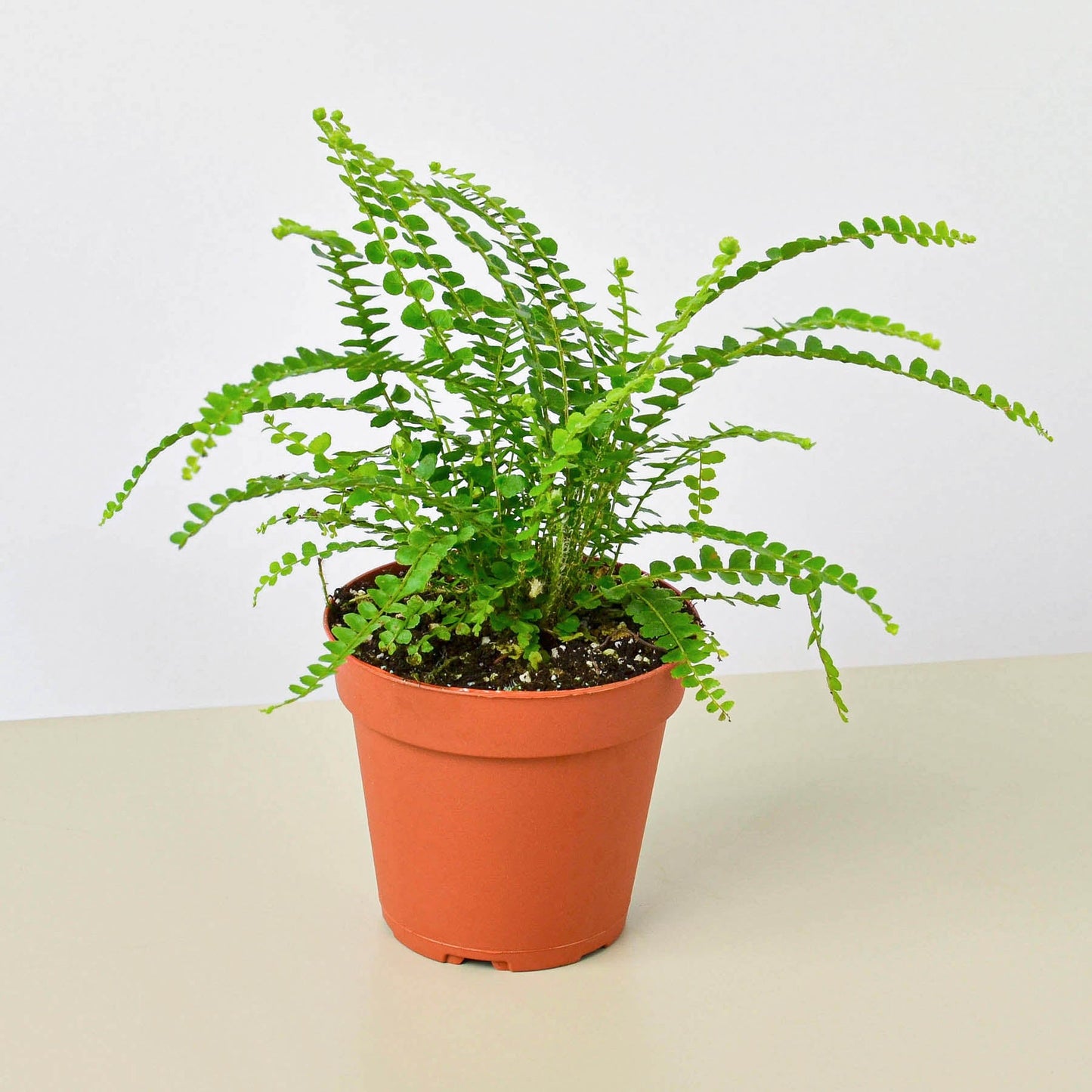 Lemon Button Fern