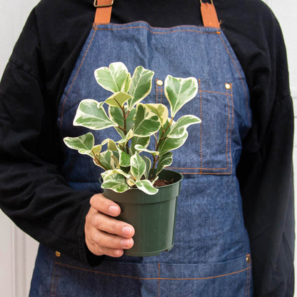 Ficus 'Triangularis Variegated'