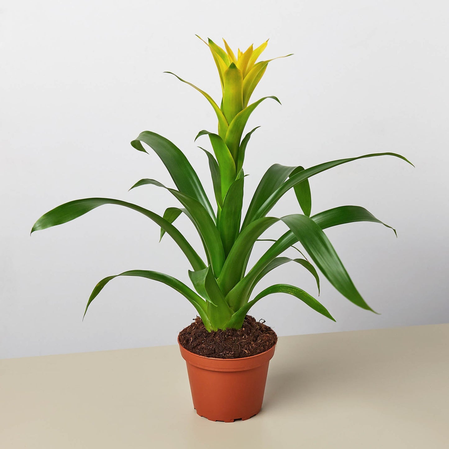 Bromeliad Guzmania 'Yellow' - 4" Pot