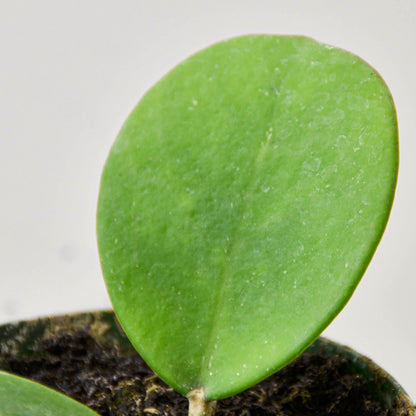 Hoya Obovata