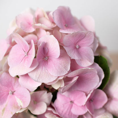 Pink Hydrangea