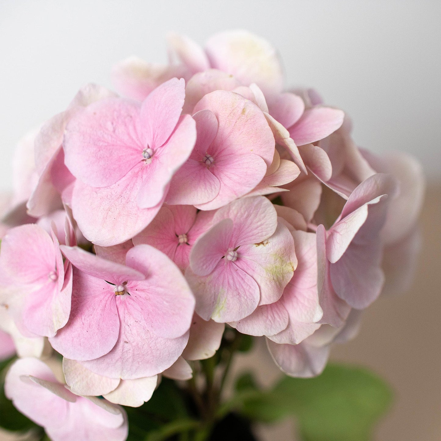 Pink Hydrangea