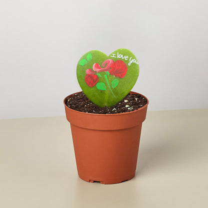 Hoya Heart - "I Love You" Special Painted Hoya