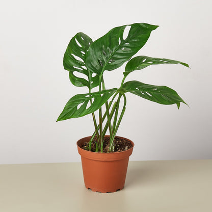 Monstera Bundle