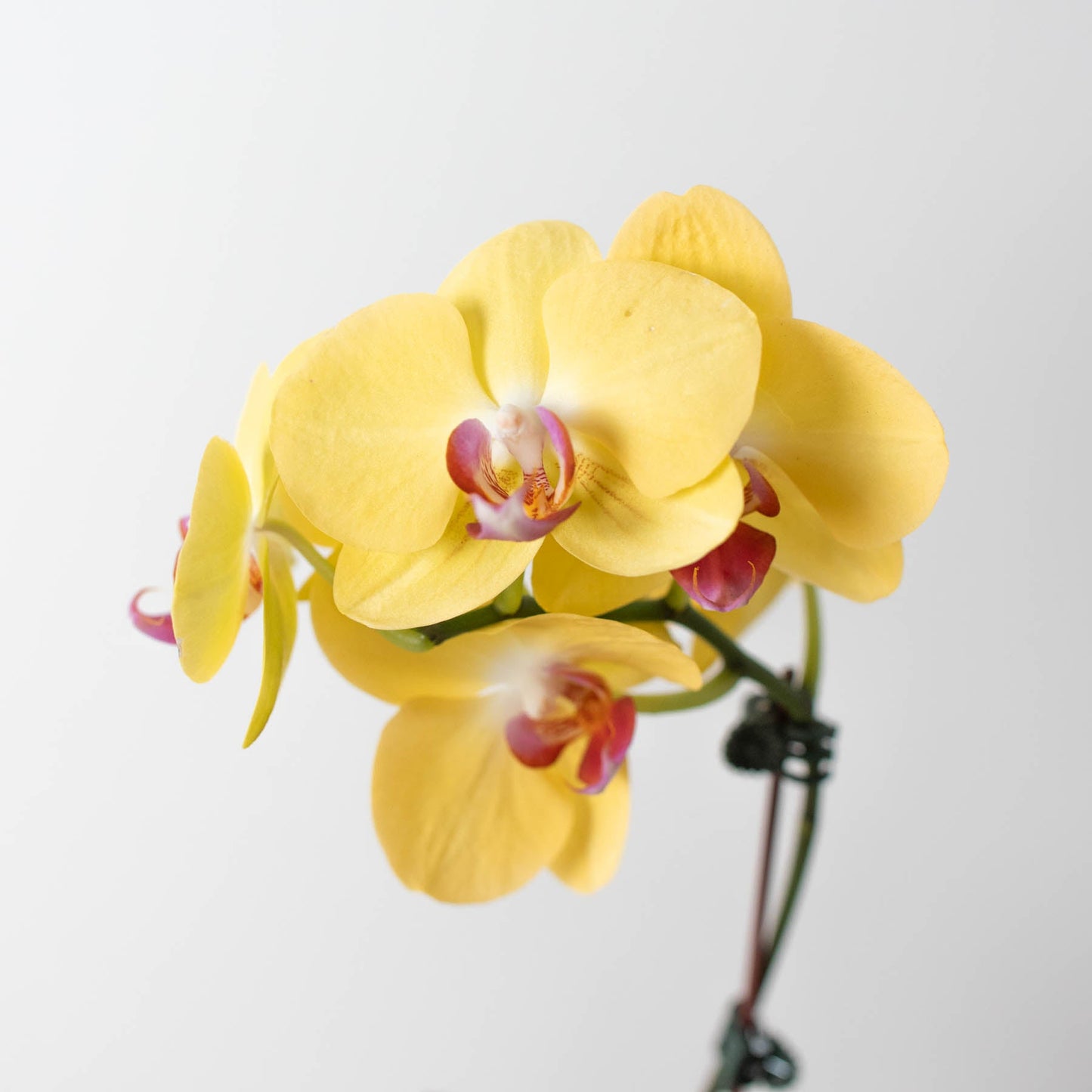 Orchid 'Yellow Phalaenopsis'