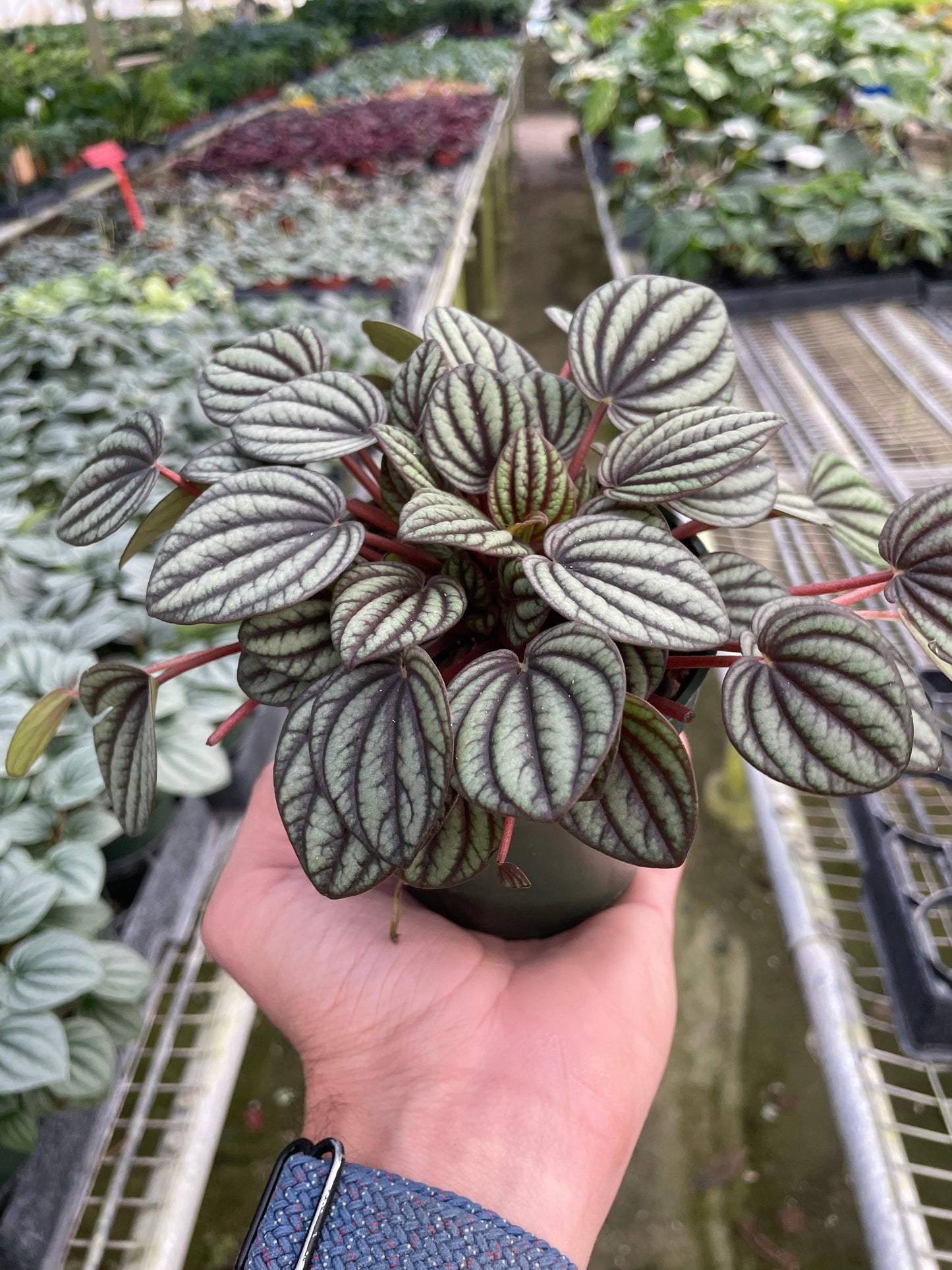 4" Peperomia 'Picollo Banda'