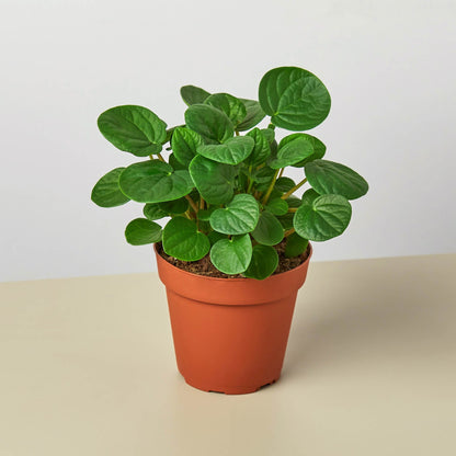 Peperomia 'Rana Verde'