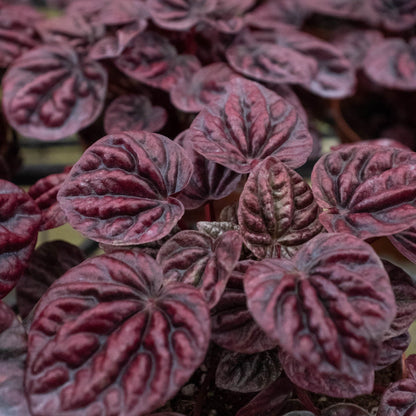 Peperomia 'Ripple Red'