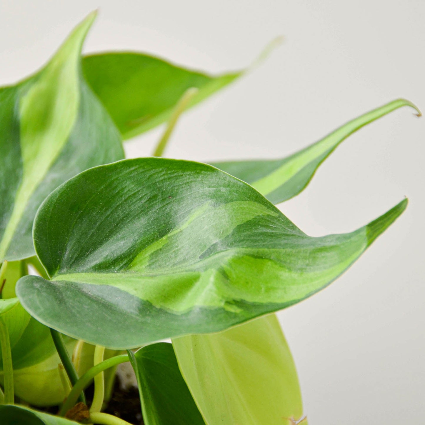 Philodendron 'Brasil'