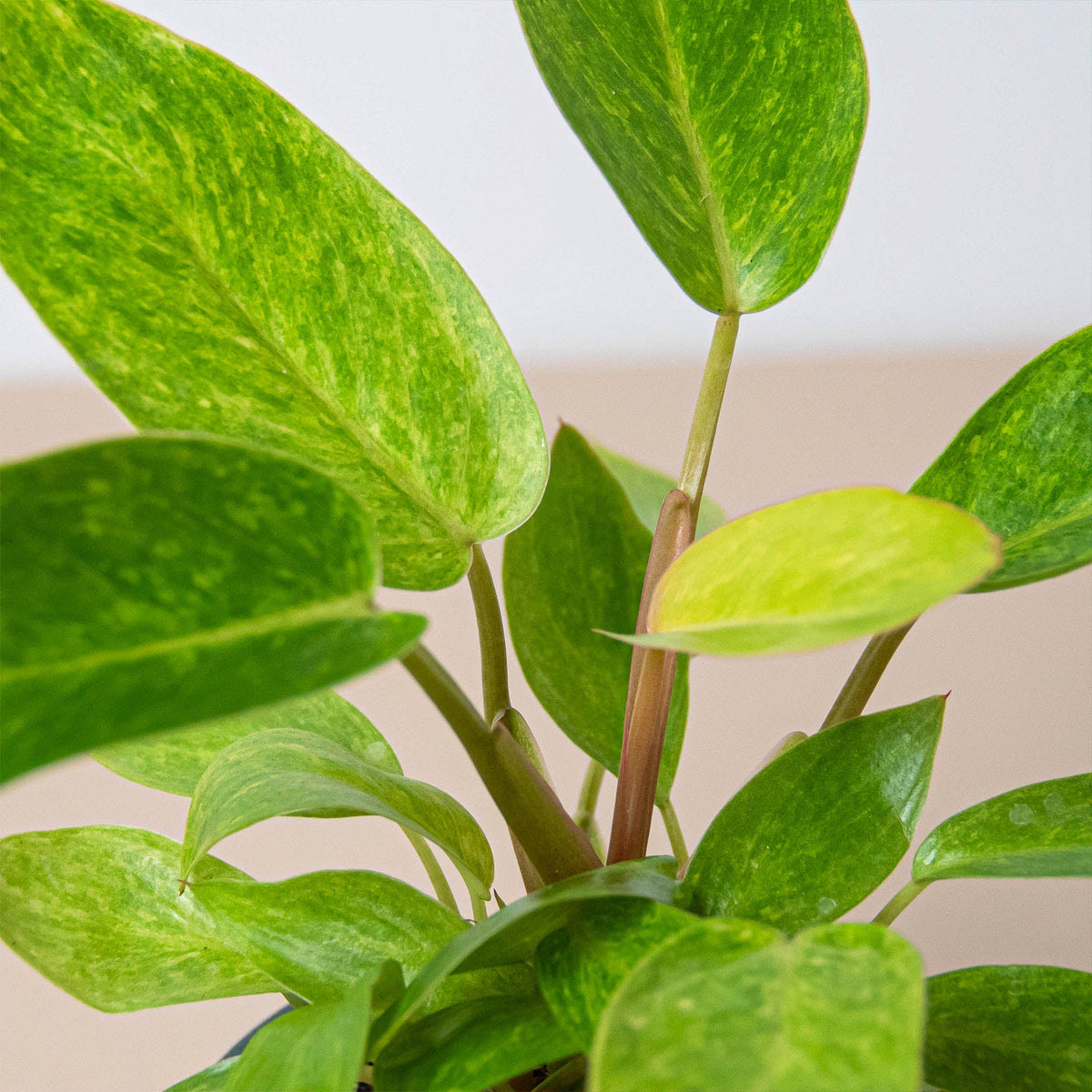 Philodendron 'Painted Lady'