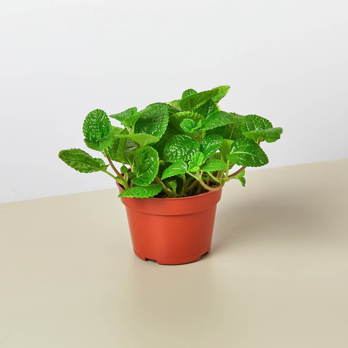 Pilea 'Crinkle'