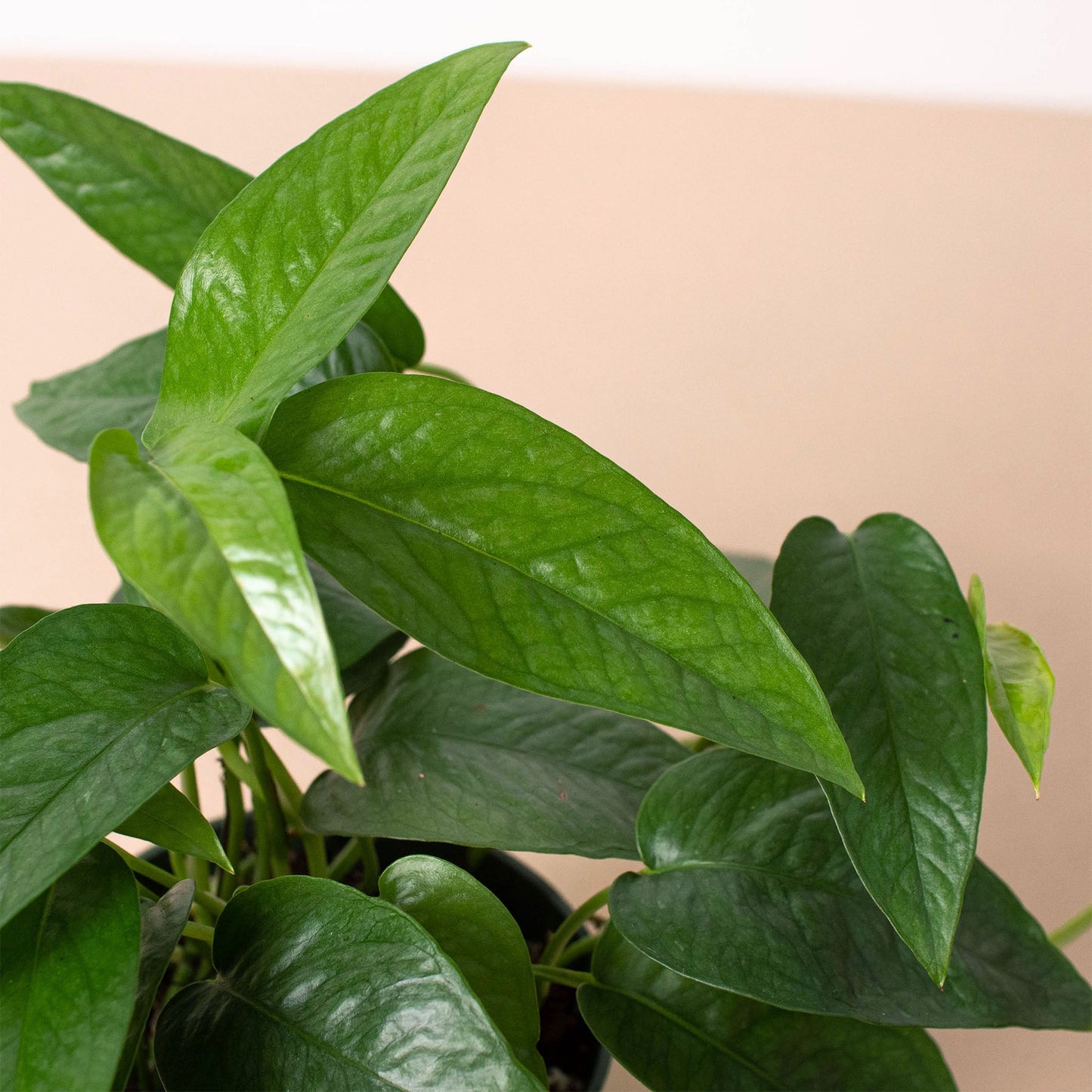 Pothos 'Cebu Blue'