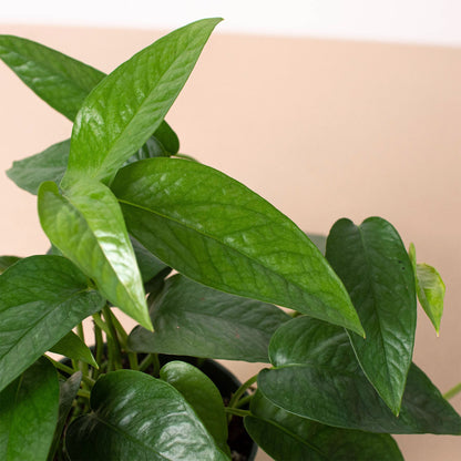 Pothos 'Cebu Blue'