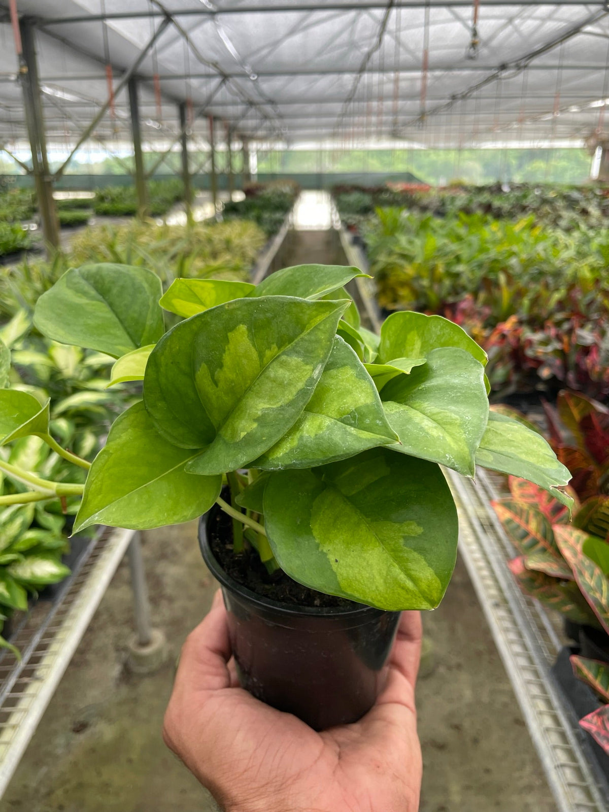 Pothos Global Green