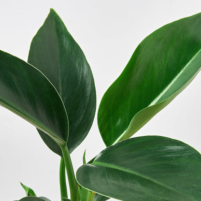 Philodendron 'Congo Green'