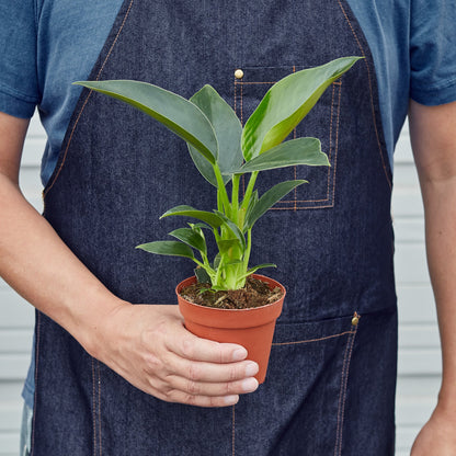 Philodendron 'Congo Green'