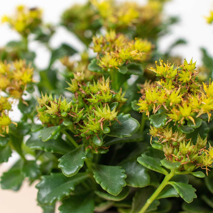 Sedum Little Miss Sunshine