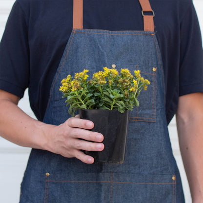 Sedum Little Miss Sunshine