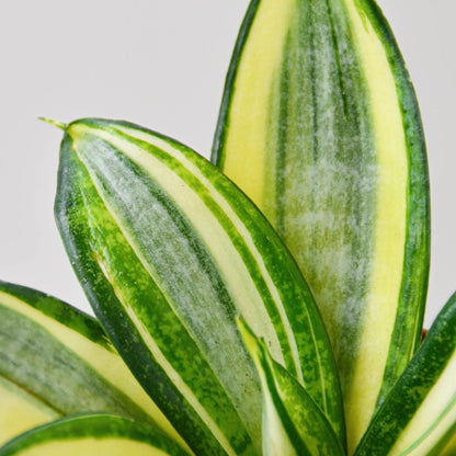 Snake Plant 'Gold Hahnii'