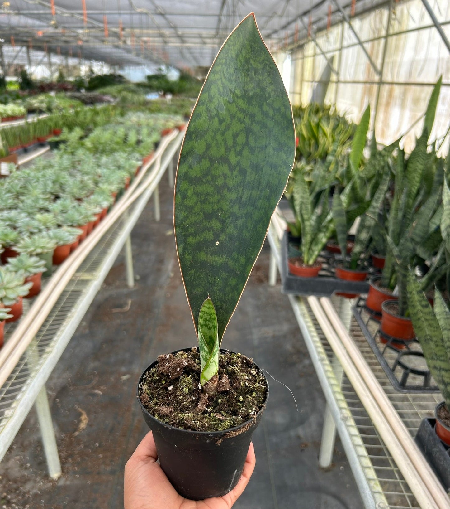 Shark Fin Snake Plant