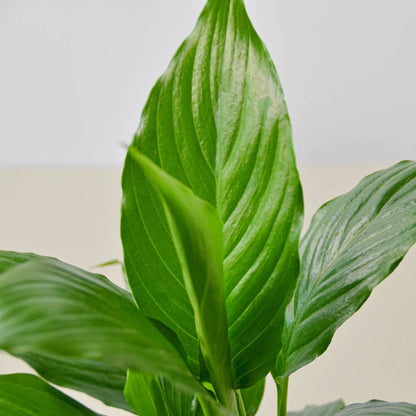 Spathiphyllum 'Peace Lily'