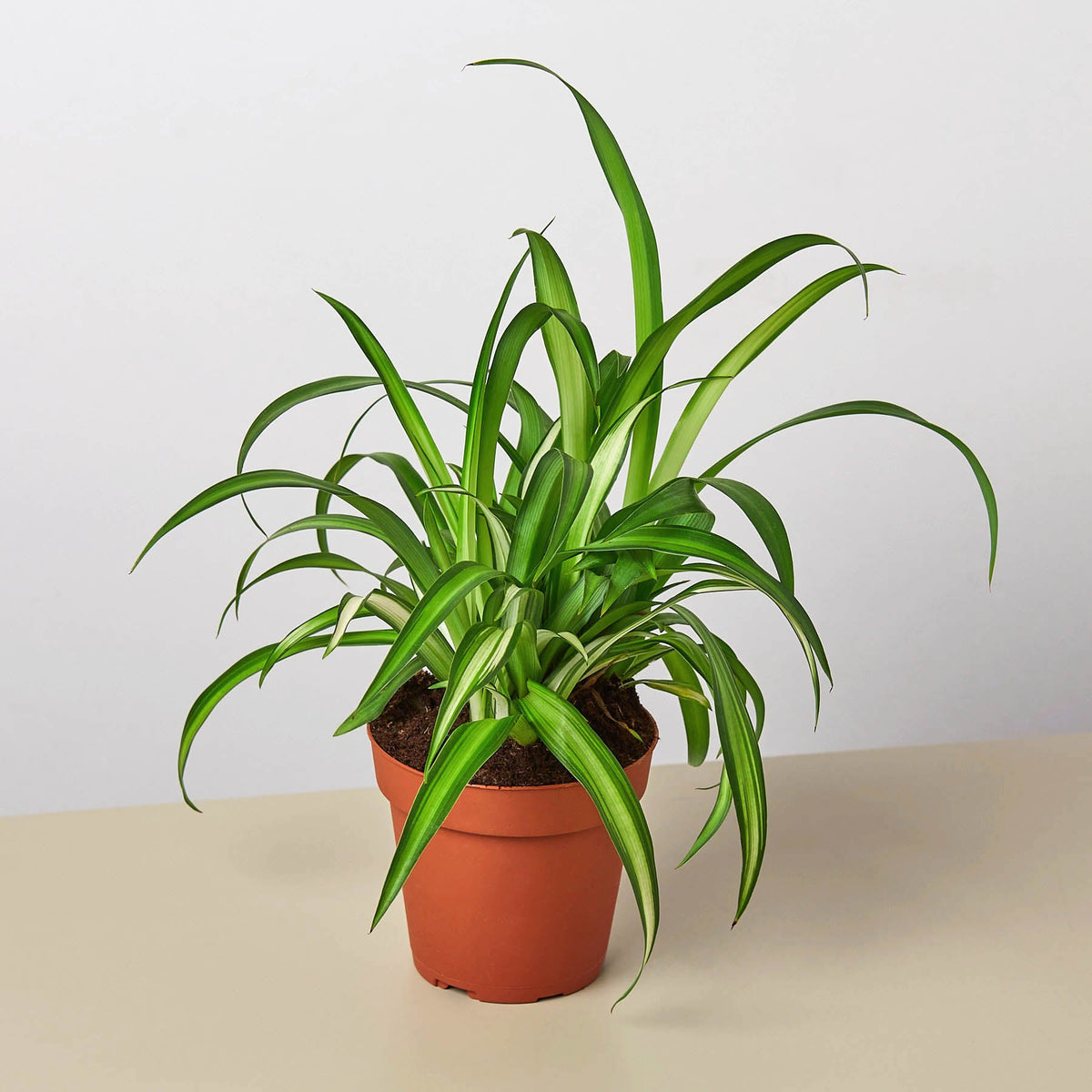 Spider Plant 'Hawaiian'