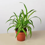 Spider Plant 'Hawaiian'