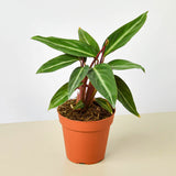 Stromanthe 'Sanguinea'
