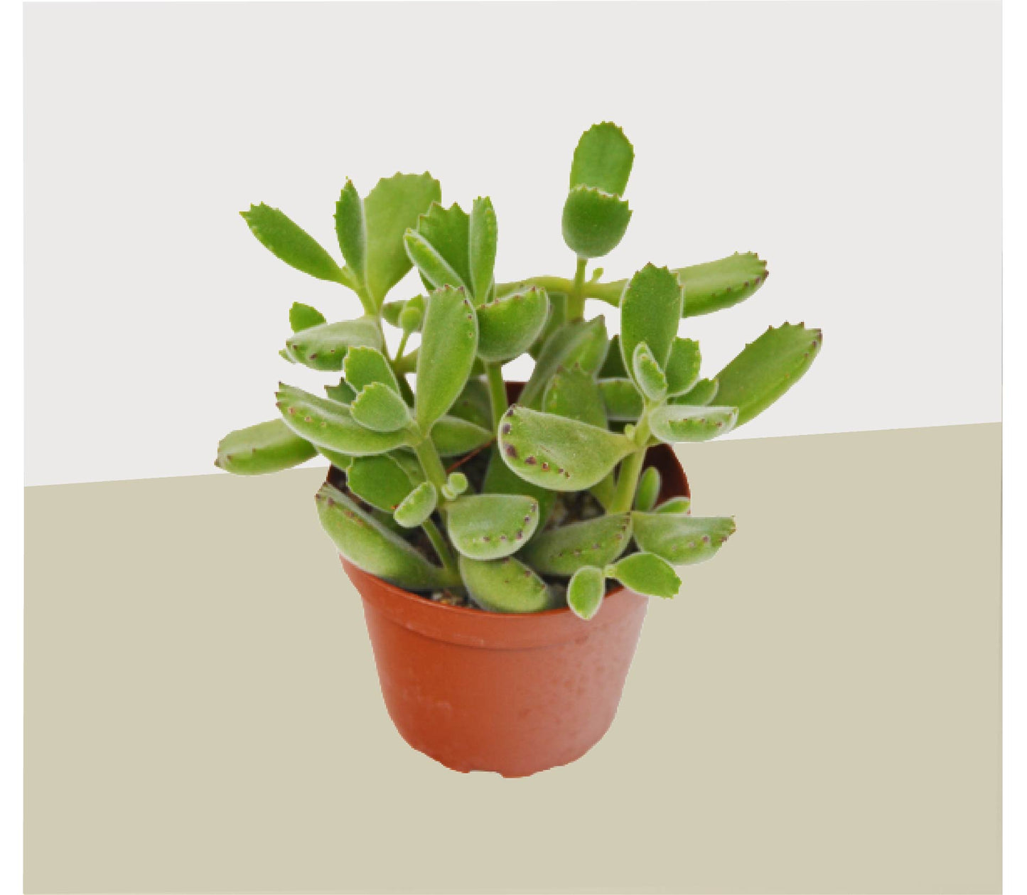 Succulent Cotyledon 'Bear Paw'