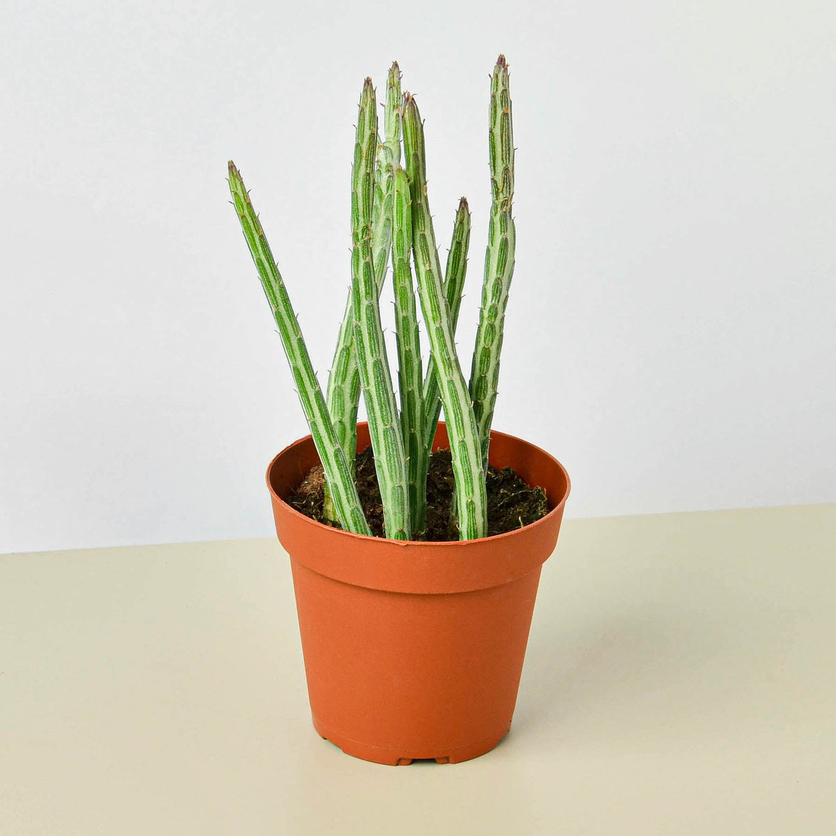 Succulent Senecio Stapeliiformis 'Pickle Plant'