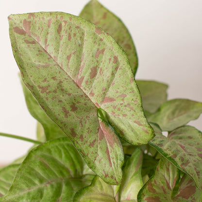 Syngonium 'Confetti'