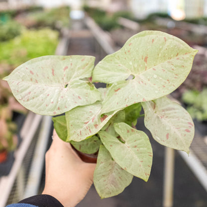 Syngonium 'Milk Confetti'